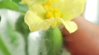 Proper pollination of watermelons prevents fruit  plantingtechniques