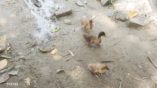 My Peats r playing in pond.