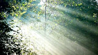 Forest 8