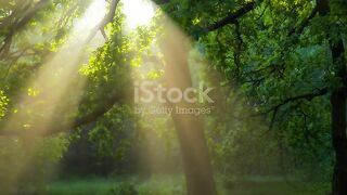 Beauty of forest 2