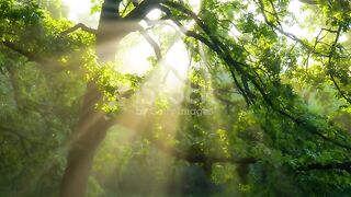 Awesome forest