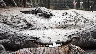 buaya vs harimau