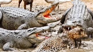 buaya vs macan tutul
