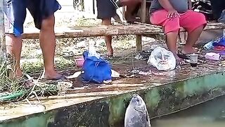 Big fish 12