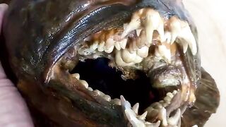 Рыба-волк, также известная как атлантическая зубатка (Anarhichas lupus)