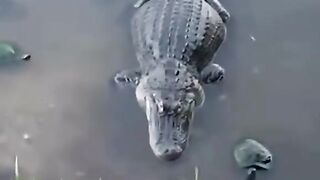Viral Video Discovery