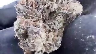 Buy cherry cookies and more other 420 flavors on telegram VIPEssentials420 in Castelmezzano