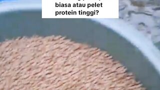 Dengan acar ini kalian bisa menggunakan pelet protein RENDAH