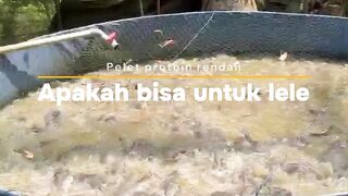 Protein pakan dibawah 30 apakah bisa untuk ikan lele