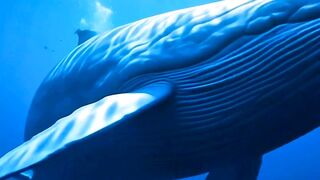 Blue Whale Beneath the Waves   Ocean Giant in 4K Underwater