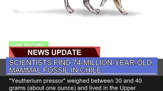 Scientists Find 74millionyearold Mammal Fossil
