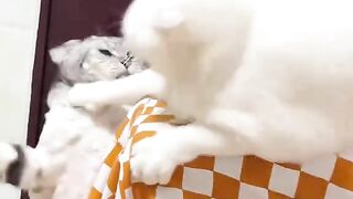 Heavyweight Champions