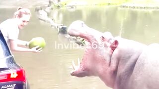 Hippo Bite Power Strong Enough To Crush A Human Skull