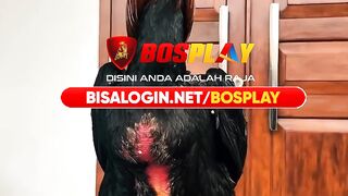 DAFTAR BOSPLAY AGEN TARUHAN TERBESAR SABUNG AYAM ONLINE AMAN DAN TERPERCAYA