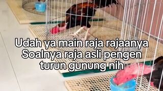 DAFTAR BOSPLAY AGEN TARUHAN TERBESAR SABUNG AYAM ONLINE AMAN DAN TERPERCAYA 2