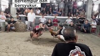 DAFTAR BOSPLAY AGEN TARUHAN TERBESAR SABUNG AYAM ONLINE AMAN DAN TERPERCAYA 10