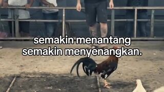 DAFTAR BOSPLAY AGEN TARUHAN TERBESAR SABUNG AYAM ONLINE AMAN DAN TERPERCAYA 11