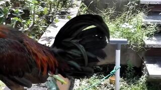 DAFTAR BOSPLAY AGEN TARUHAN TERBESAR SABUNG AYAM ONLINE AMAN DAN TERPERCAYA 14