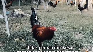 DAFTAR BOSPLAY AGEN TARUHAN TERBESAR SABUNG AYAM ONLINE AMAN DAN TERPERCAYA 27