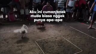 DAFTAR BOSPLAY AGEN TARUHAN TERBESAR SABUNG AYAM ONLINE AMAN DAN TERPERCAYA 30