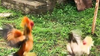 DAFTAR BOSPLAY AGEN TARUHAN TERBESAR SABUNG AYAM ONLINE AMAN DAN TERPERCAYA 33