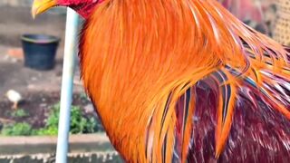 DAFTAR BOSPLAY AGEN TARUHAN TERBESAR SABUNG AYAM ONLINE AMAN DAN TERPERCAYA 34