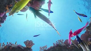 Fish fair into the blue Ocean
