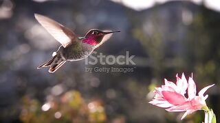 Bird flying 2