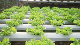 Vegetables garden