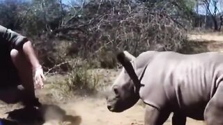 A baby rhino protects its mother from veterinarians, not realizing that they want to help.