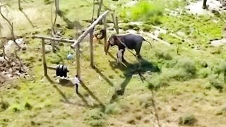 Vantara Where animals find hope and healing AnimalCare AnantDadaEra AnantAmbani
