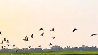 My video 119