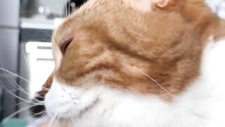Cute Cat - Best Of The 2021 Funny Cat Videos - TRY NOT TO LAUGH!
