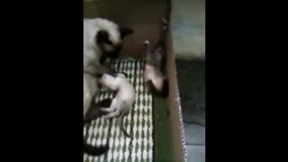 Смешные домашние животные
