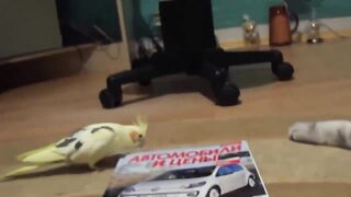 Parrot Tries, But Cat Stays Calm
