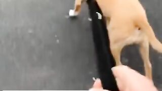 Funny Dog - Best Of The 2021 Funny Dog Videos - TRY NOT TO LAUGH!