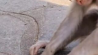 Funny Monkey - Best Of The 2021 Funny Animal Videos - TRY NOT TO LAUGH!