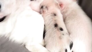 Funny Cat and Pigs - Best Of The 2021 Funny Cat Videos - TRY NOT TO LAUGH!