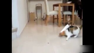 Смешные видео с кошками