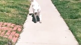 Funny Dog - Best Of The 2021 Funny Dog Videos - TRY NOT TO LAUGH!