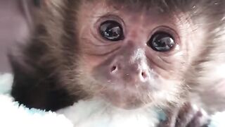 Cute Baby Monkey - Best Of The 2021 Funny Animal Videos - TRY NOT TO LAUGH!