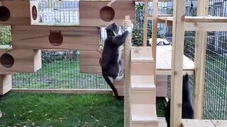 Caturday fun in Meownt Olympuss