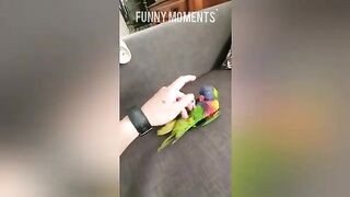 Smart And Funny Parrots - Parrot Talking Videos _Funny Moments