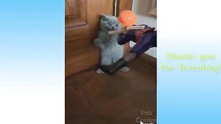 Funny Animals and Cute Pets Video Compilation
