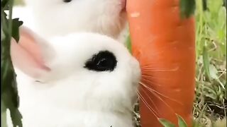 Cute Rabbit - Best Of The 2021 Funny Animal Videos - TRY NOT TO LAUGH!