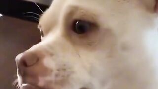 Dj cats and dogs