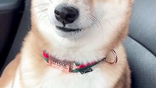 Funny Dog - Best Of The 2021 Funny Dog Videos - TRY NOT TO LAUGH!