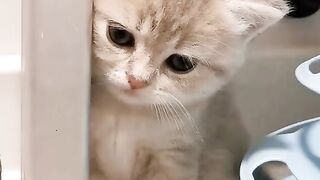 Cute Kitten - Best Of The 2021 Funny Cat Videos - TRY NOT TO LAUGH!