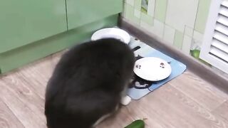 Funny Cat Reaction - Best Of The 2021 Funny Cat Videos - TRY NOT TO LAUGH!