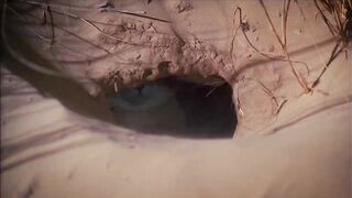 Любитель позагорать, полаять и поохотиться - БАРХАННЫЙ или ПУСТЫННЫЙ КОТ